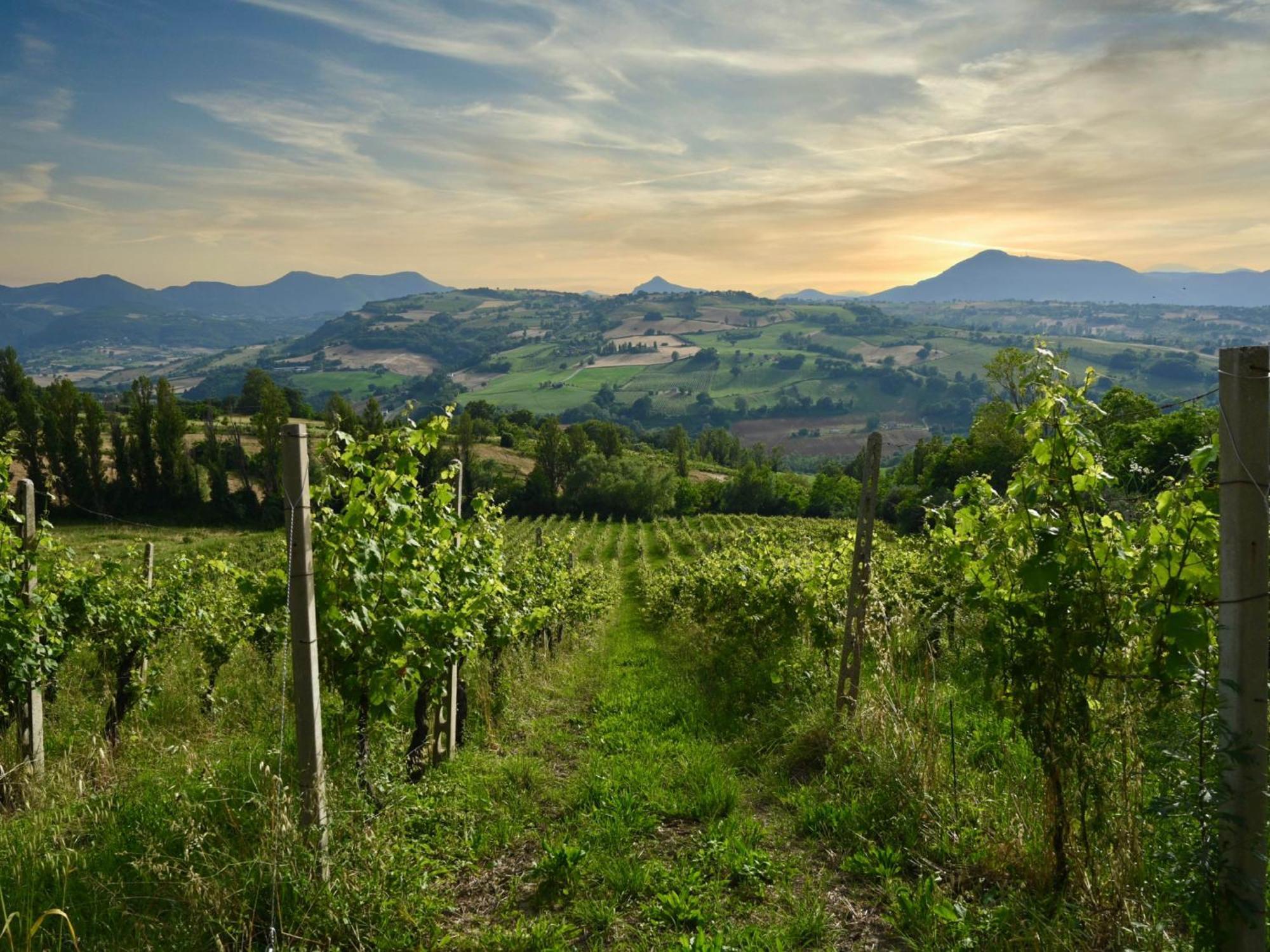 Villa Verdicchio - B&B With Wellness For Winelovers Cupramontana Buitenkant foto